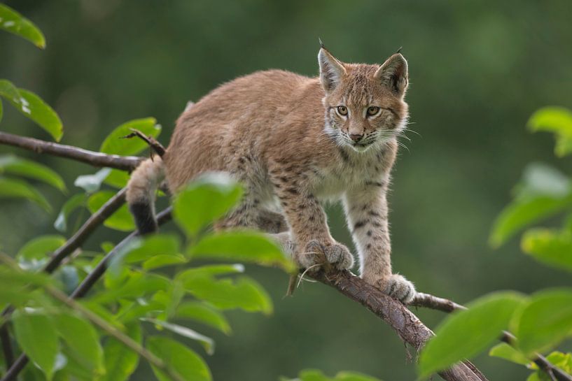 auf dünnem Boden... Eurasischer Luchs *Lynx lynx*, Jungtier par wunderbare Erde