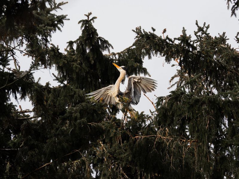 Heron in trees by Elske Hazenberg