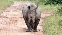white rhino at the kruger park van ChrisWillemsen thumbnail