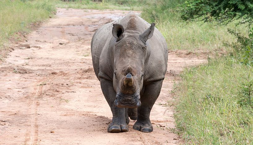 white rhino at the kruger park van ChrisWillemsen