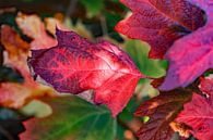 Rote Herbstfarben von Ludo Verhoeven Miniaturansicht