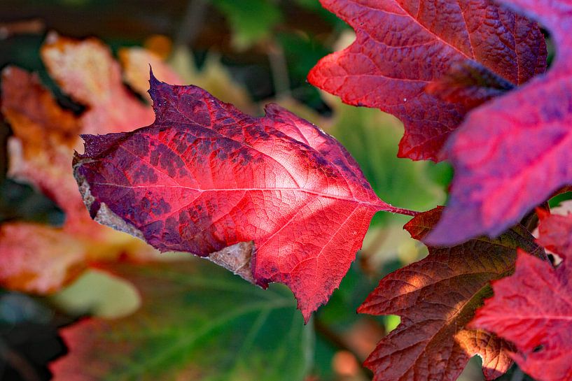 Rote Herbstfarben von  