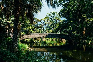 Tropical Forest