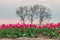Tulpenvelden in Meerdonk van Jim De Sitter thumbnail