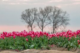 Tulpenvelden in Meerdonk