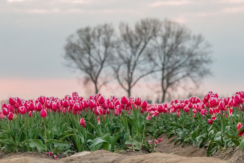 Tulpenfelder in Meerdonk von Jim De Sitter