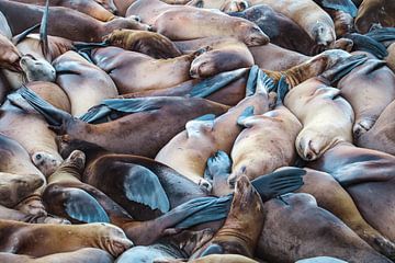 Sunbathing Seals by Dutchdronies