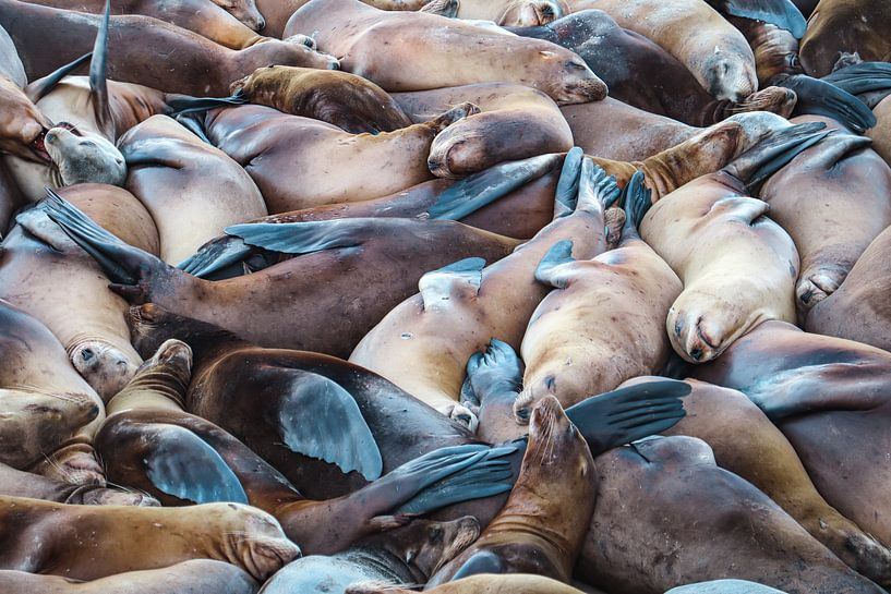 Sonnenbadende Seelöwen von Dutchdronies