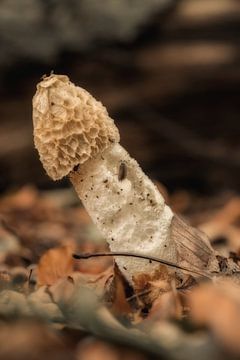Champignon (gros champignon puant) sur Moetwil en van Dijk - Fotografie
