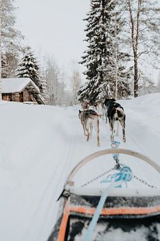 Lapland | Finland | winter | sneeuw | sleehonden tocht | husky honden