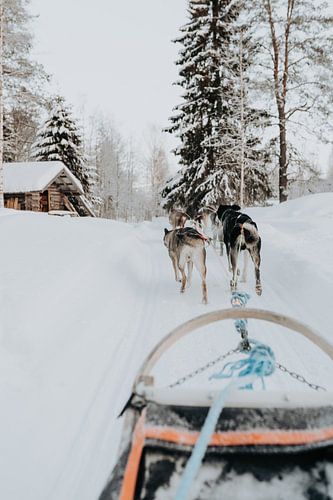 Lapland | Finland | winter | sneeuw | sleehonden tocht | husky honden