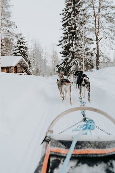 Laponie | Finlande | hiver | neige | voyage en chiens de traîneau | chiens husky par Iris van Tricht
