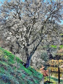 Les premiers signes du printemps