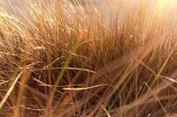 Marram
