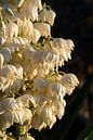 Blüten einer Yucca Palme im goldenen Sonnenlicht 2 von Adriana Mueller Miniaturansicht