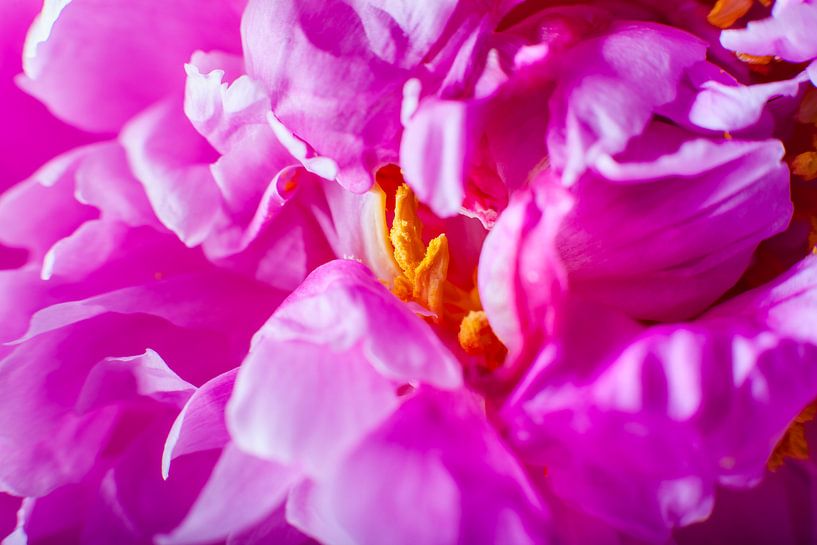 Blühende rosa Pfingstrose von Marcel Bakker