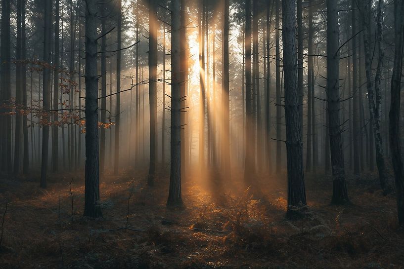 Magisch licht in het bos van fernlichtsicht