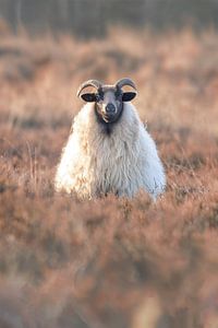 Schaap op de uitkijk