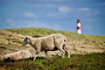Schafe auf Sylt von HGU Foto