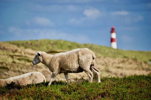 Schapen op Sylt