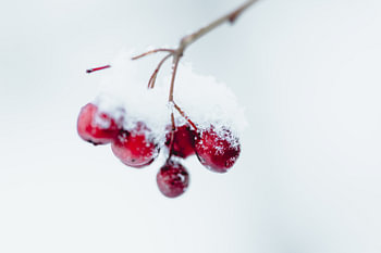 Touch of red in winter