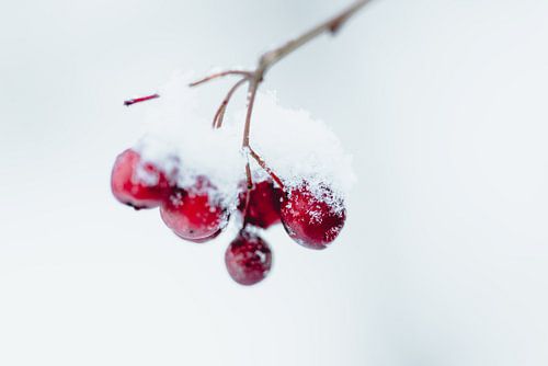Touch of red in winter by Elise van Gils