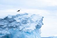 Bereit für den großen Sprung? Antarktis von DievanFi Miniaturansicht