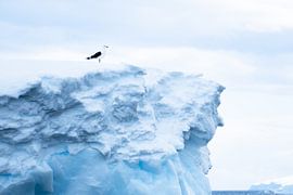 Ready for the big jump? Antartica by DievanFi