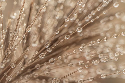 Abstractie in beige en taupe: Lijnenspel met druppeltjes