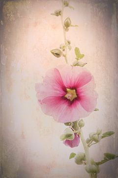 Alcea Rosea