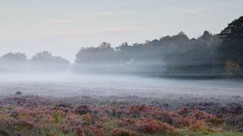 Mistig  heide landschap