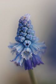 Blue Grape 'Muscari Azureum Close' by Dagmar Hijmans