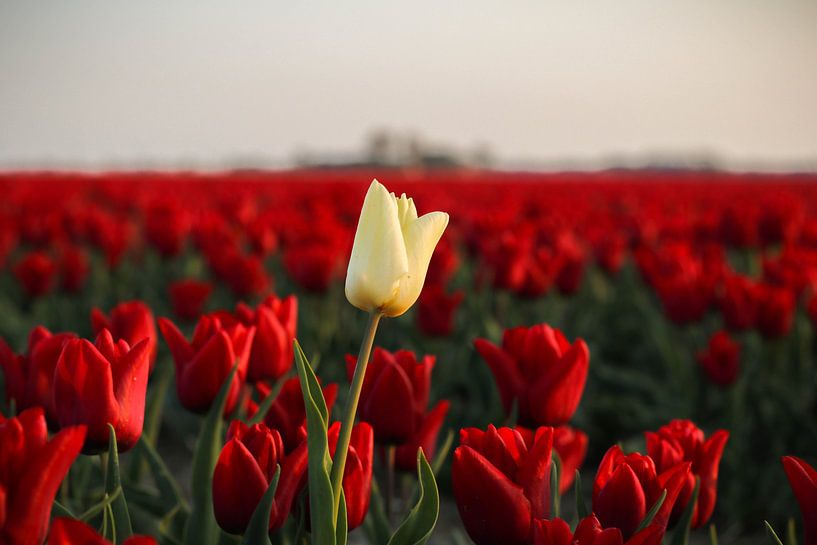 The one that stands out by Jasmijn Visser