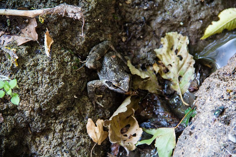 Grenouille brune en chasse par Christophe Fruyt