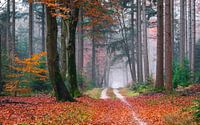 Vivid forest