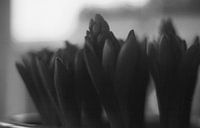 Closeup van een plant in zwart wit