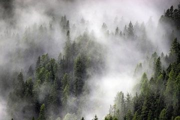 Nebel von Anthony Damen