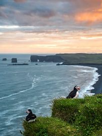 Puffins in the Nordic sun by GoWithRico