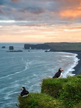 Papageientaucher unter der nordischen Sonne
