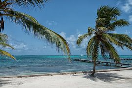 Le paradis de la noix de coco sur Aline van Weert