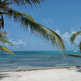 Coconut Paradise by Aline van Weert