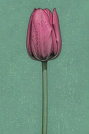 Beautiful pop-art painting of a tulip by Art & Soul Creations