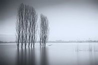 Trees in the water von Jan van der Vlies Miniaturansicht