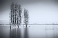 Trees in the water