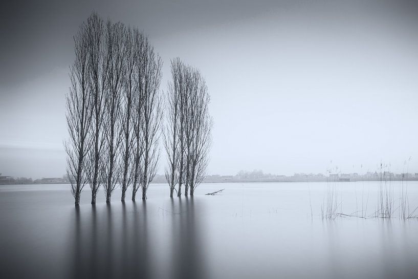 Trees in the water von Jan van der Vlies