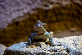 Reptil von Gert-Jan Kamans