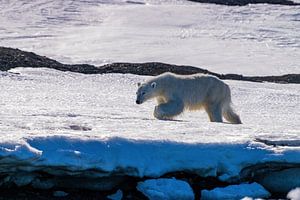 The polar bear wandering through the snow and ice of Spitsbergen by Merijn Loch