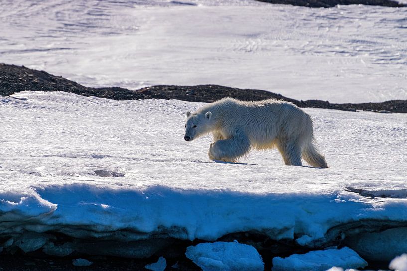 De IJsbeer struinend door de sneeuw en het ijs van Spitsbergen van Merijn Loch