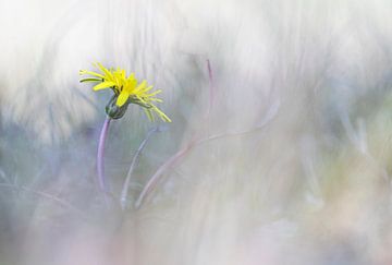 Blühender Löwenzahn inmitten anderer Vegetation von Marcel Klootwijk