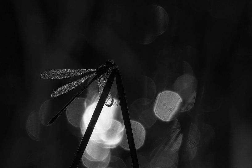 Juffer in bokeh par Jan Roelof Brinksma